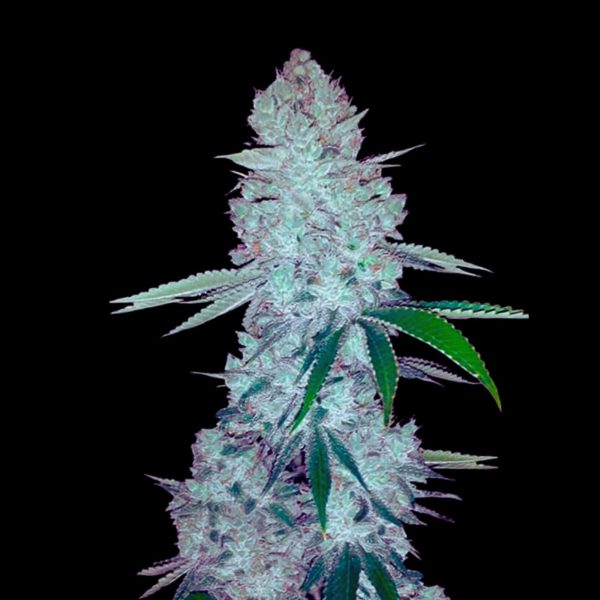 The Pot Nest Seeds Auto (3un) - Image 20