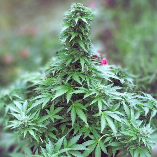 The Pot Nest Seeds Auto (3un) - Image 16