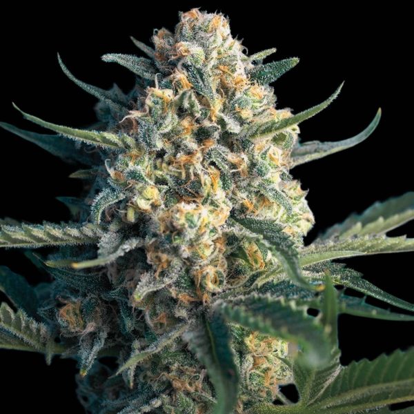 The Pot Nest Seeds Auto (3un) - Image 17