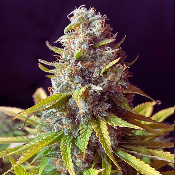The Pot Nest Seeds Auto (3un) - Image 18