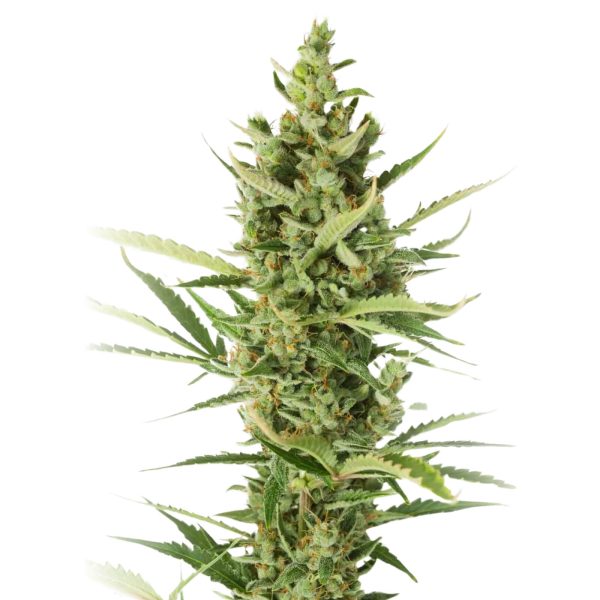 The Pot Nest Seeds Auto (3un) - Image 14