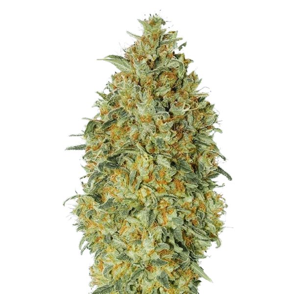 The Pot Nest Seeds Auto (3un) - Image 13