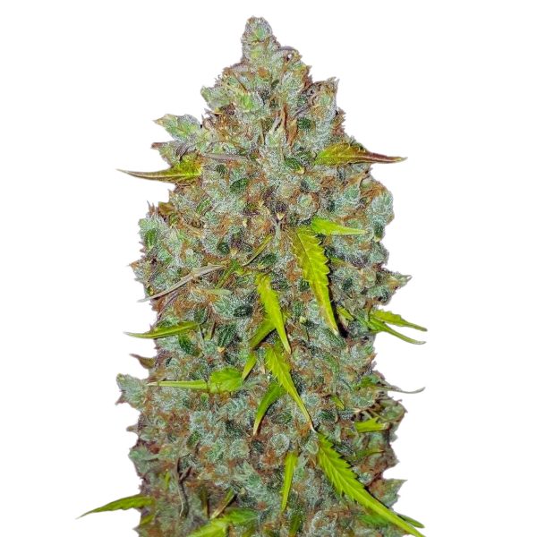 The Pot Nest Seeds Auto (3un) - Image 12