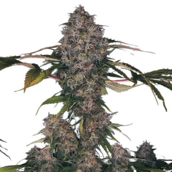 The Pot Nest Seeds Auto (3un) - Image 11