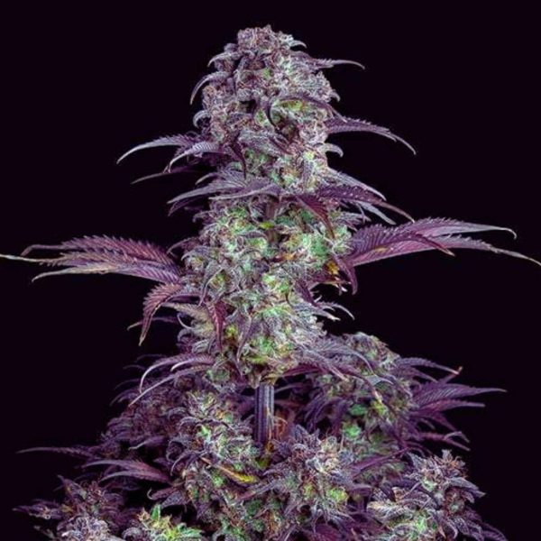 The Pot Nest Seeds Auto (3un) - Image 10