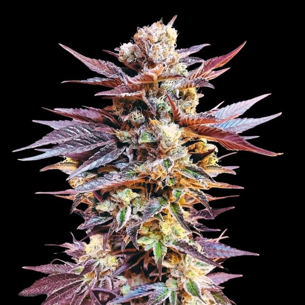 The Pot Nest Seeds Auto (3un) - Image 9