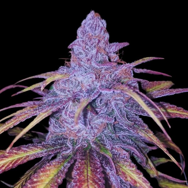The Pot Nest Seeds Auto (3un) - Image 8