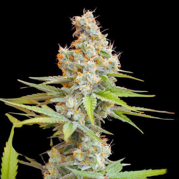 The Pot Nest Seeds Auto (3un) - Image 7