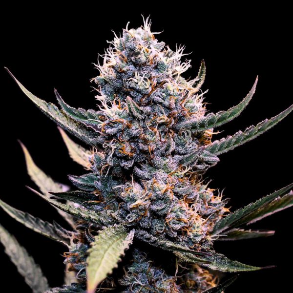 The Pot Nest Seeds Auto (3un) - Image 6