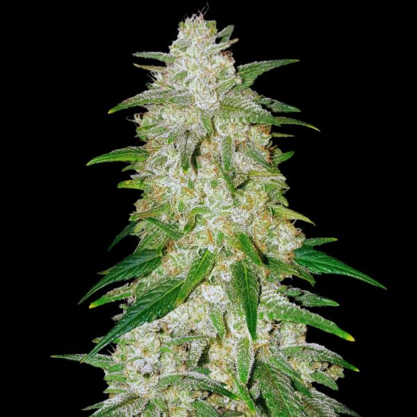 The Pot Nest Seeds Auto (3un) - Image 5