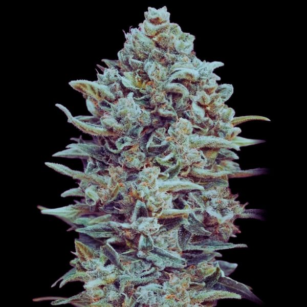 The Pot Nest Seeds Auto (3un) - Image 4